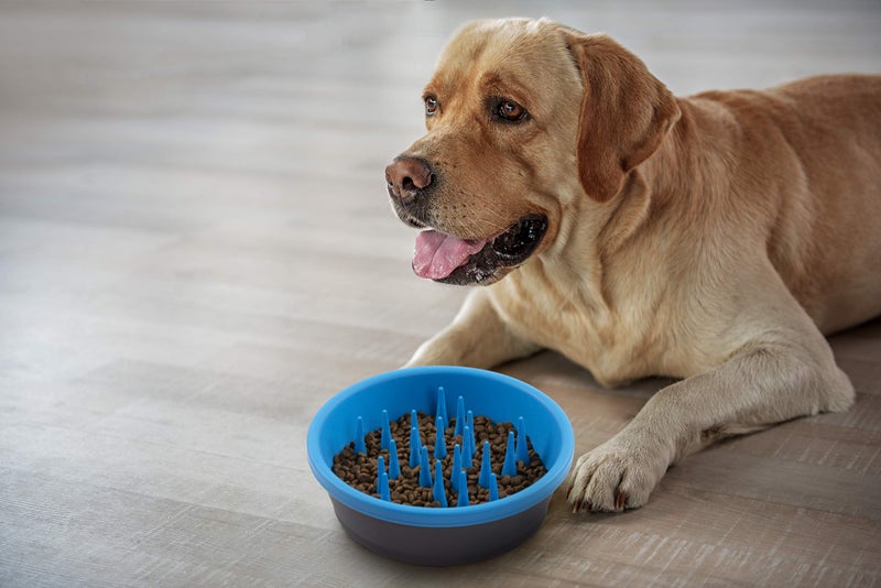 Dexas Slow Feeder Dog Bowl for Healthier Digestion, Teeth and Gums, 6 Cup Capacity, Gray and Blue - Image 2